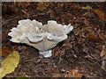 SY9788 : Clouded funnel agaric, Arne by Marika Reinholds