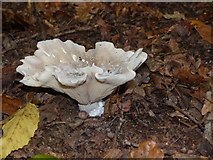 SY9788 : Clouded funnel agaric, Arne by Marika Reinholds