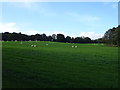 Sheep grazing near Tower Cottage