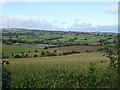 Maize field off Litherop Lane