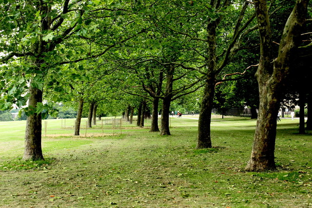 Avenue of Trees in Danson Park