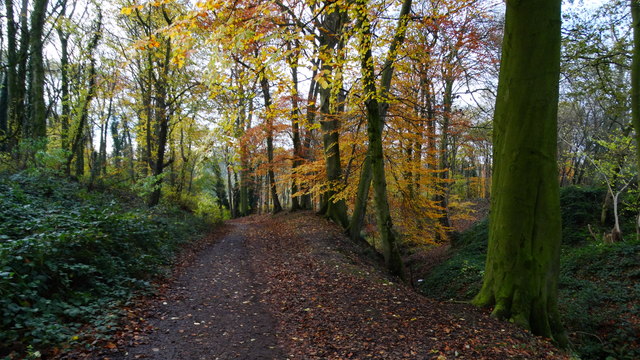 Autumn colours, Mill Lane Plantation, Church Lawton