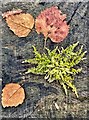 Leaves and moss on a tree stump