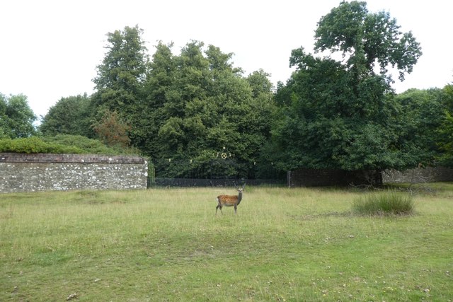 Deer beside the south of Knole House
