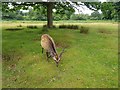 TQ5353 : Deer in Knole Park by DS Pugh