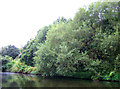 Woodland beside Birmingham Canal Navigation