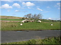 Fallen tree by the B5299