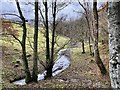 Stream through woodland