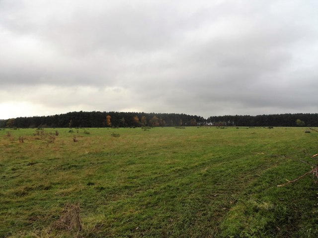 Fields and plantations south of Boundary Lane