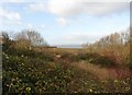 Area of scrub, Portbury Wharf