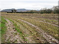 SJ5362 : Field of maize stubble by John H Darch