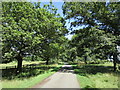 Avenue near Bushylawn Lodge