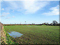 Field with emerging crop... and standing water