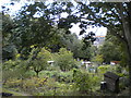 Humber Road Allotments, Greenwich (2)