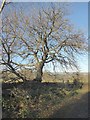 Wintry tree beside Whiteside Bank