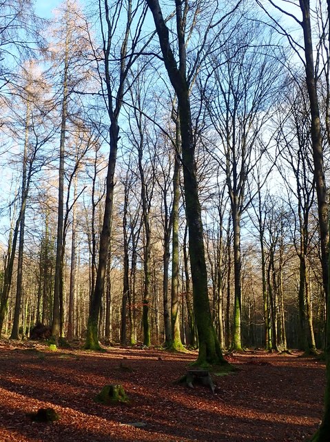 A strand of deciduous trees in Tollymore... © Eric Jones :: Geograph ...