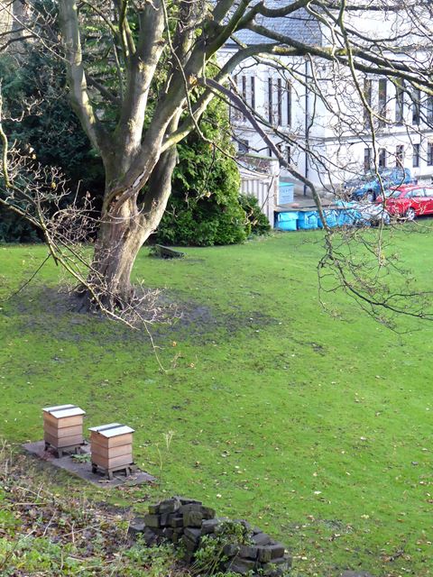 Beehives in the Minster Close
