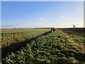 Drain between Anwick Fen and Praie Grounds