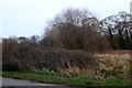 Woods by Borough Road, Petersfield