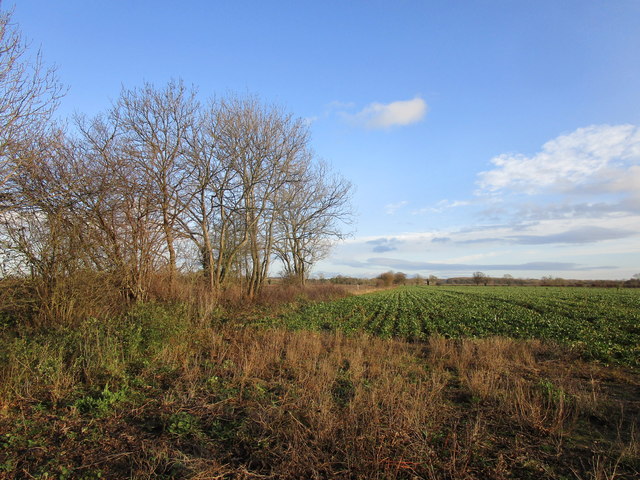 Field of sugar beet, Collingham © Jonathan Thacker :: Geograph Britain ...