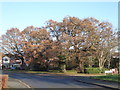 Autumn colours on Marsh Avenue, Long Meadow