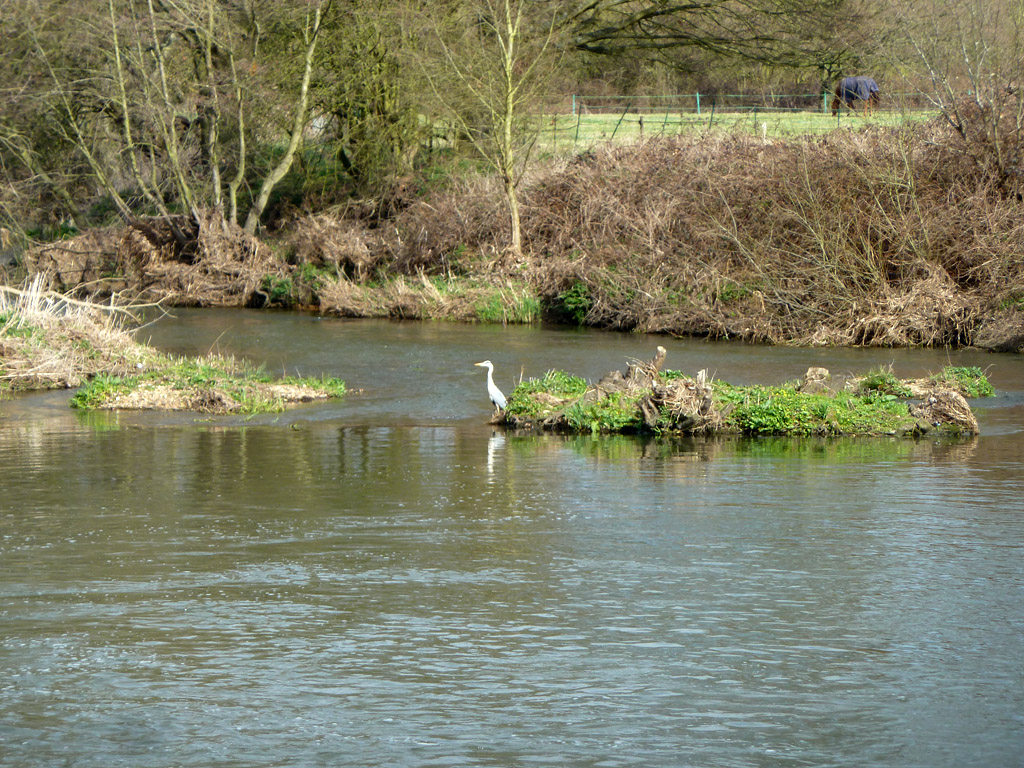 River Wey With Heron © Robin Webster Cc-by-sa/2.0 :: Geograph Britain ...