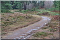 Track through Whitehouse Wood