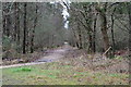 Woodland path, Hurn Forest