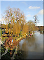 River Avon, Bathampton