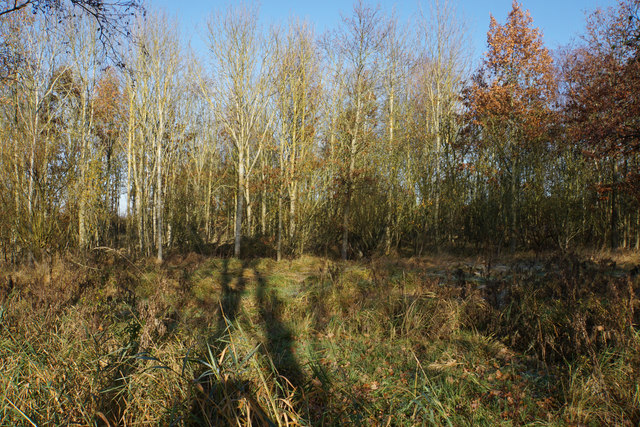 Woodland at Wicken Fen