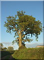 Oak near Upcott Farm