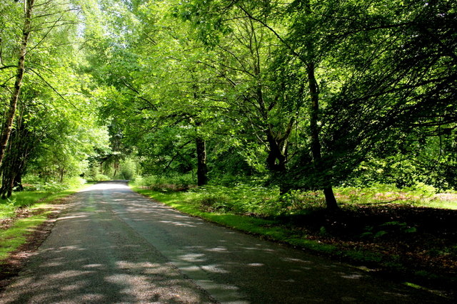 Rhinefield Ornamental Drive