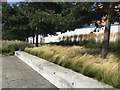 Grasses and pines, Eastside City Park, Birmingham