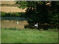 Swans on the Moat at Brinsop