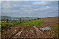 Newton St Cyres : Grassy Field