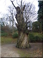 TQ5853 : Ancient sweet chestnut at Ightham Mote in December by Marathon