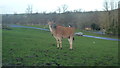 Magpie on Deer at West Midland Safari Park