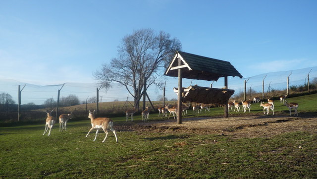 Animals at West Midland Safari Park