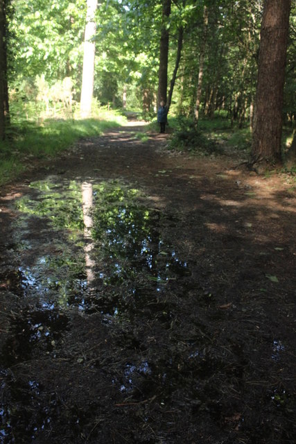 Muddy Track in Norley Inclosure