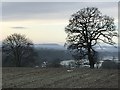 Field in winter