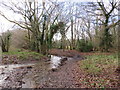 Track through woodland near East Grinstead