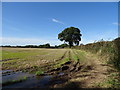 Farm track off Poulton Hall Road