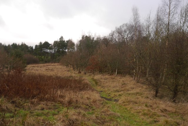 Witch Craig Wood © Richard Webb cc-by-sa/2.0 :: Geograph Britain and ...