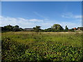 Overgrown ground near Clatterbridge Hospital