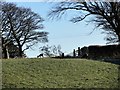 Roe Deer at Derwent View