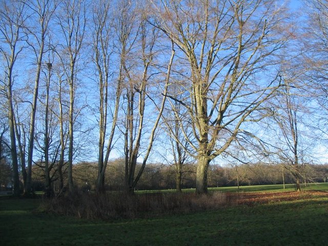 War Memorial Park trees