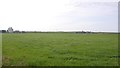 Pasture, north coast of Tiree