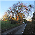 TM2744 : Waldingfield: bare branches on Fishpond Road by John Sutton