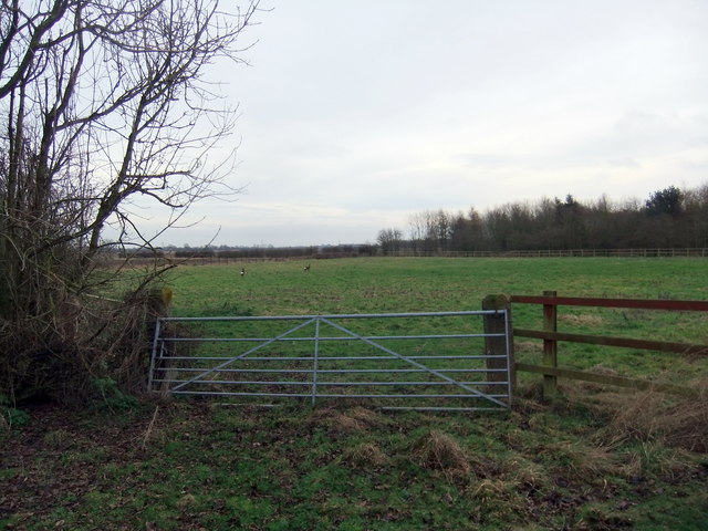 Deer in field by Carr House Farm © David Brown :: Geograph Britain and ...