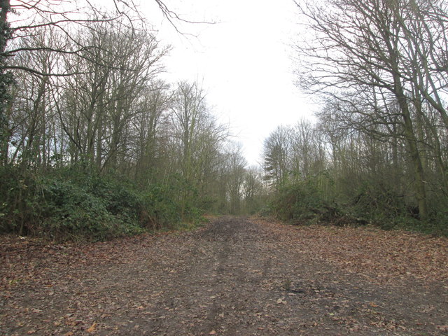 Track in Bella Wood